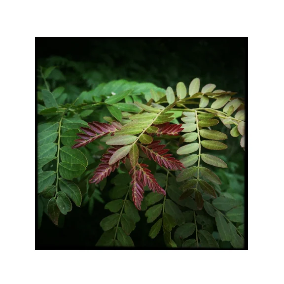 Locust - 8x8 Fine Art Print