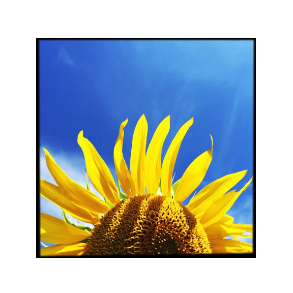 Sun - 8x8 Fine Art Print