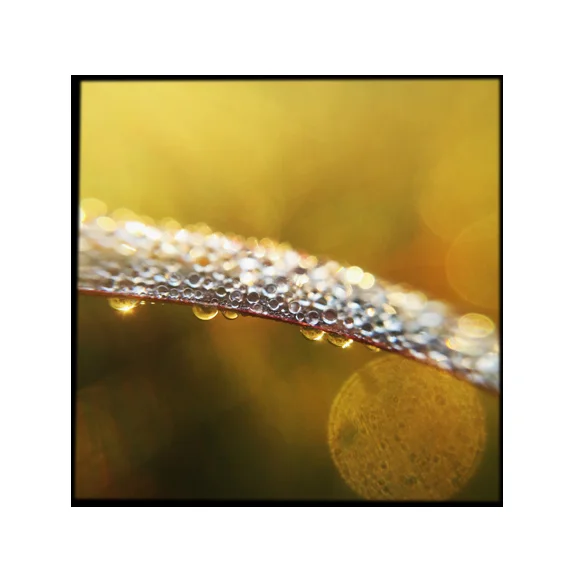 Golden - 8x8 Fine Art Print