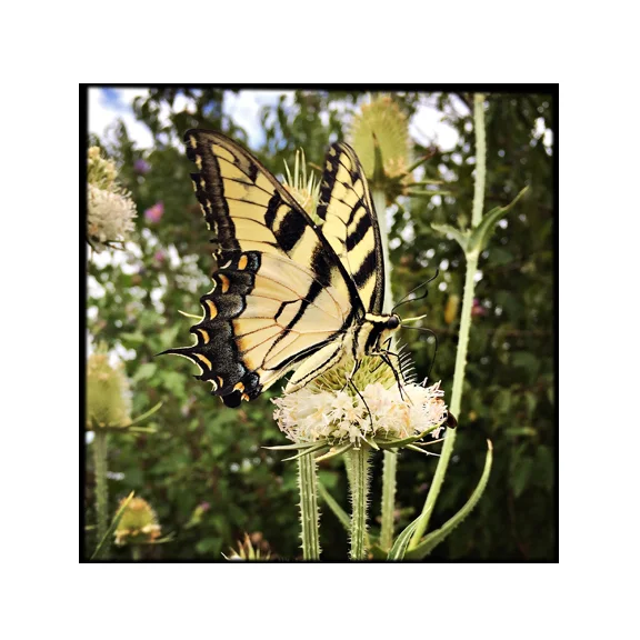 Transform - 8x8 Fine Art Print