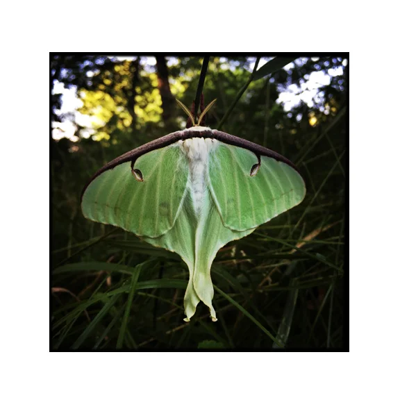 Luna - 8x8 Fine Art Print