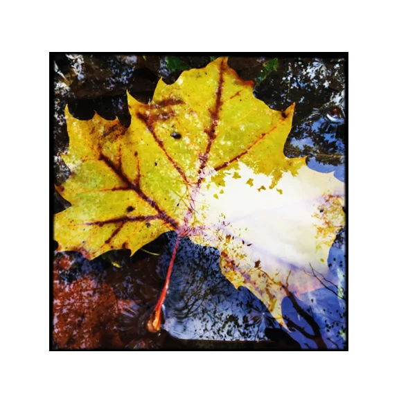 Release - 8x8 Fine Art Print