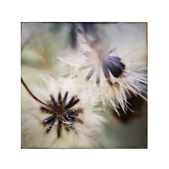 Soften - 8x8 Fine Art Print