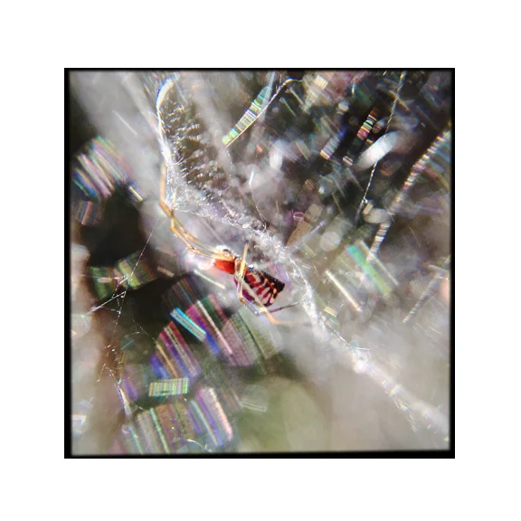 Weave - 8x8 Fine Art Print