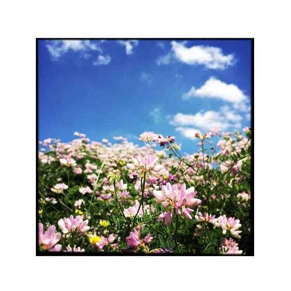 Bloom - 8x8 Fine Art Print