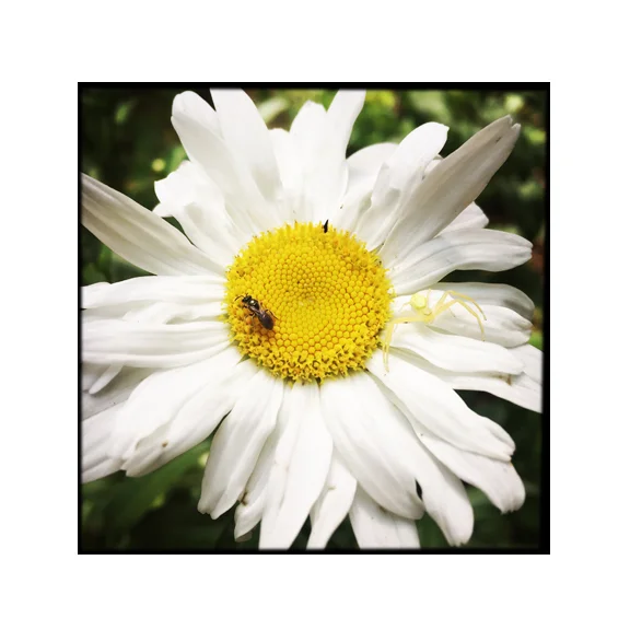Daisy - 8x8 Fine Art Print