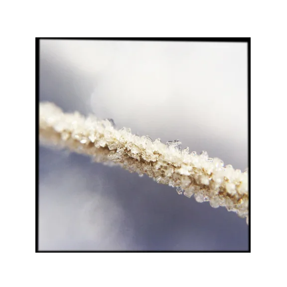 Frost - 8x8 Fine Art Print
