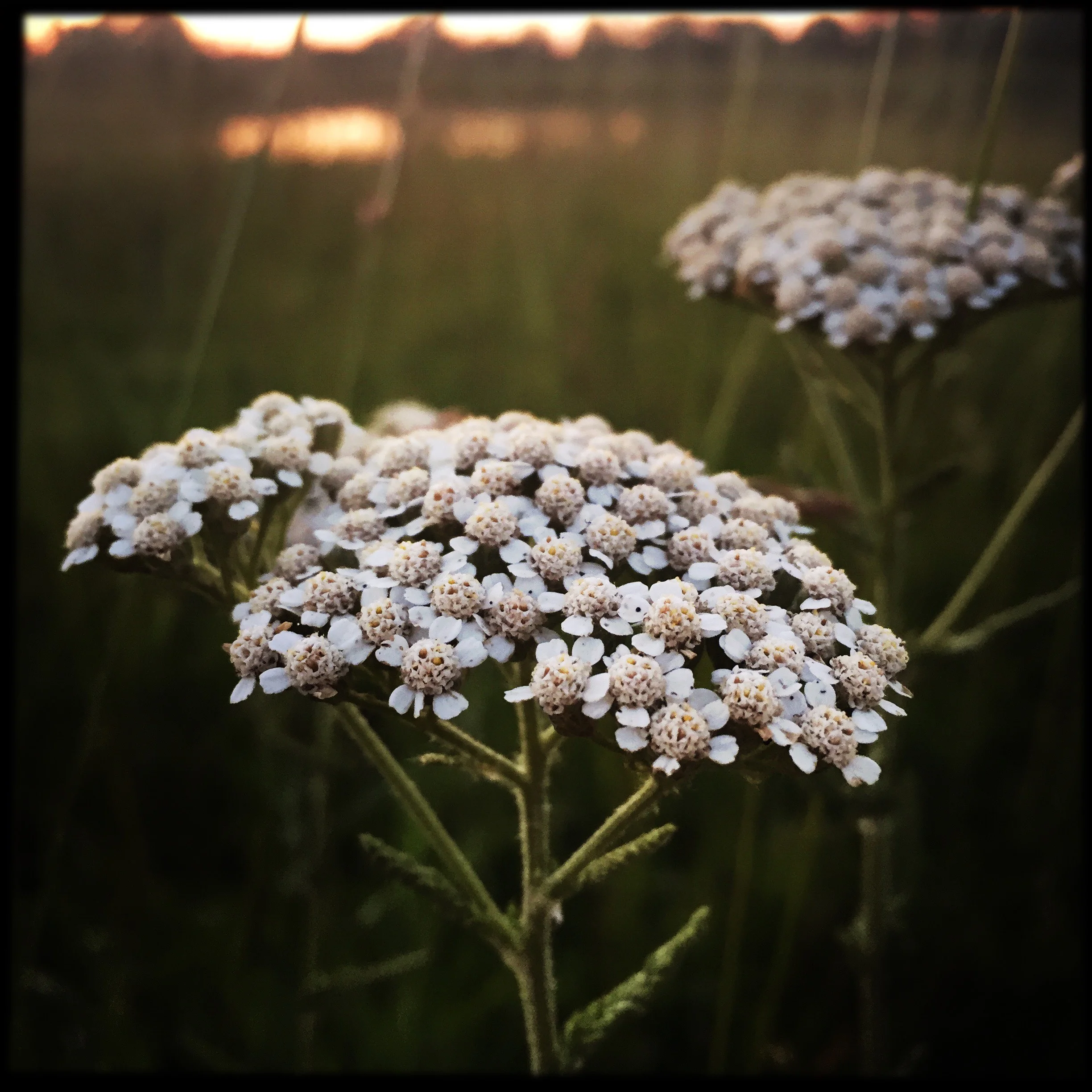 Yarrow Flower Essence