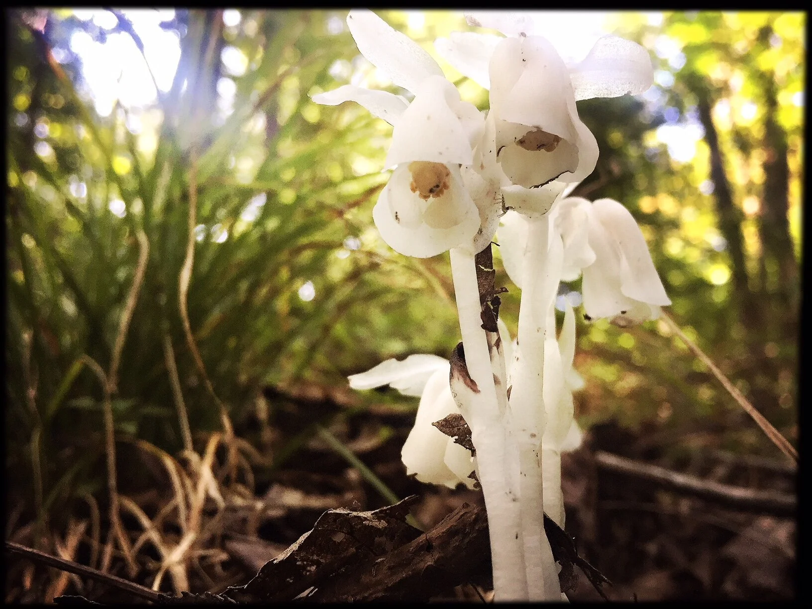Ghost Pipe Flower Essence
