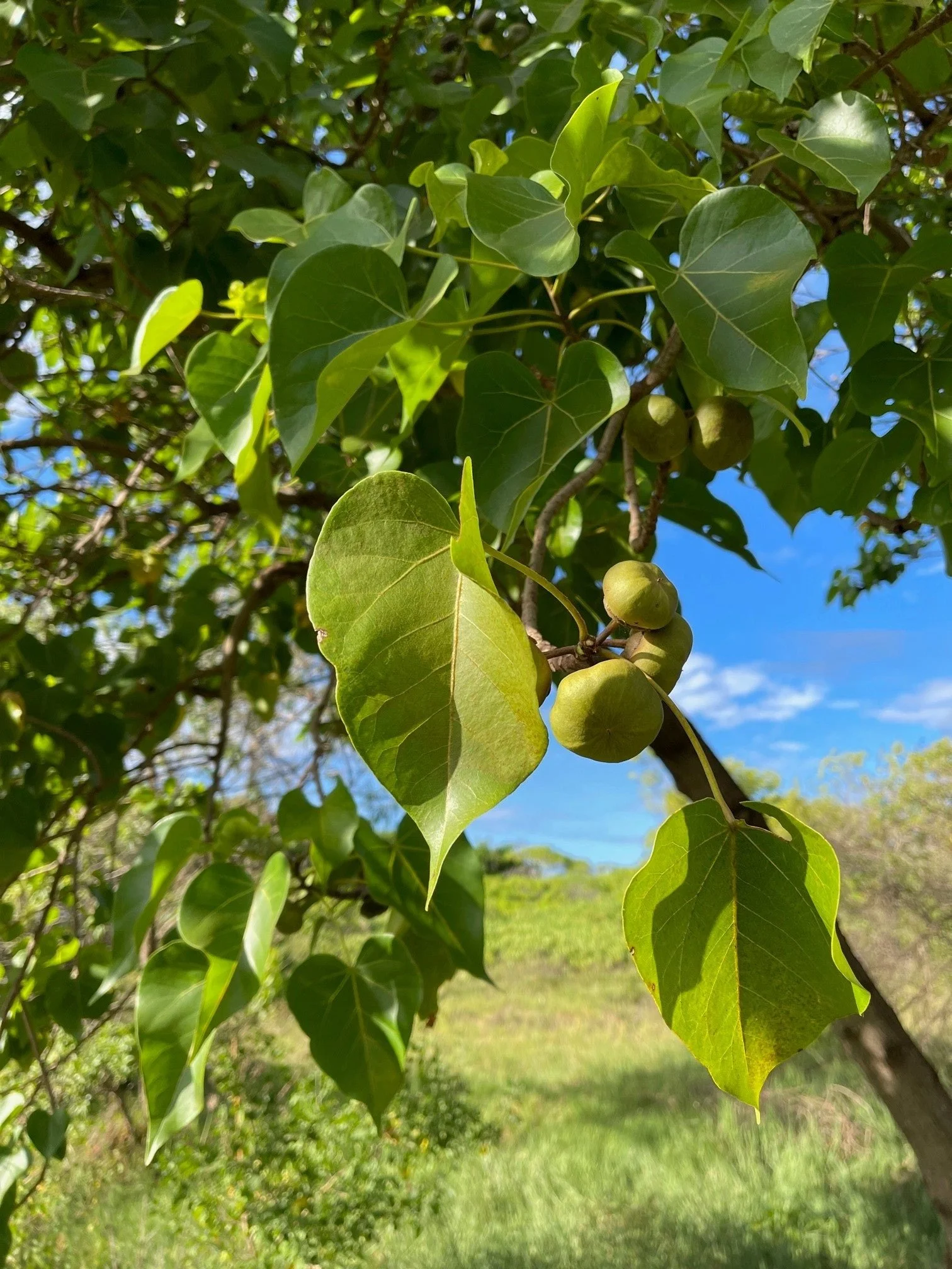 The Effortless Milo Tree