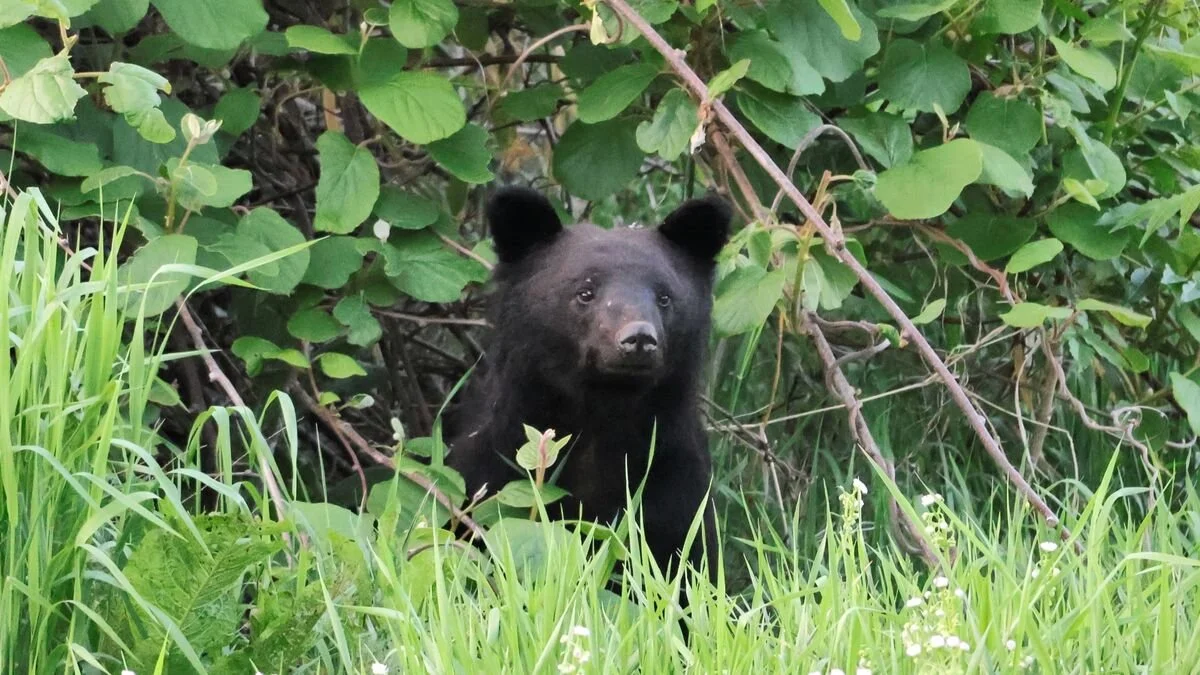 Asiatic black bear in Japan