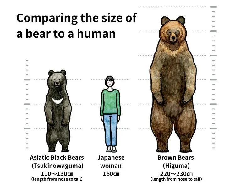 Comparison of Asiatic black bears and brown bears in Japan