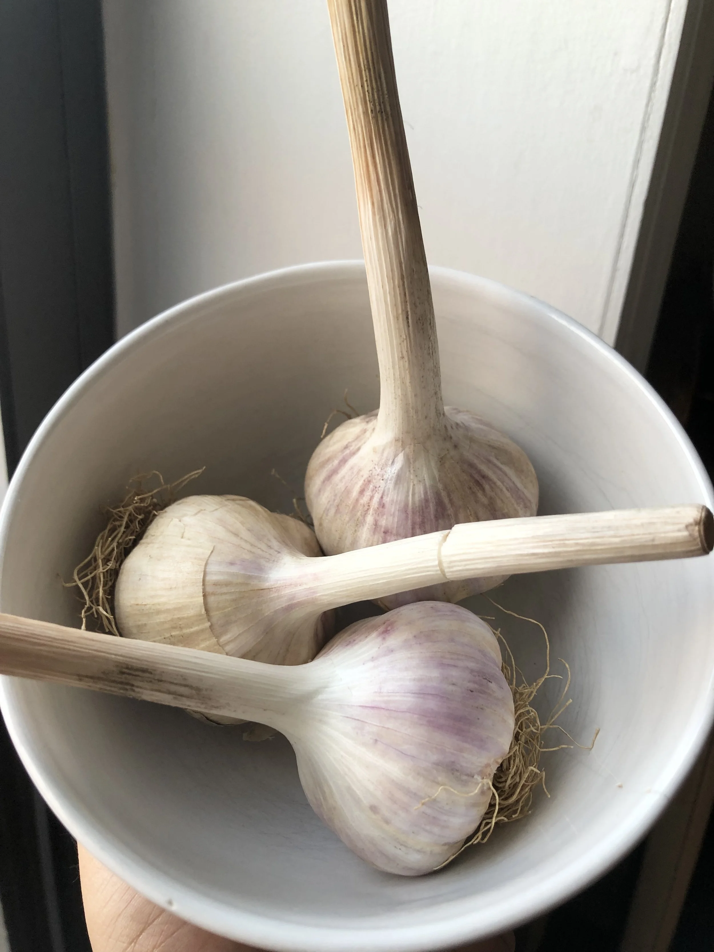 Week #8 Distribution