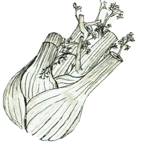 Fennel