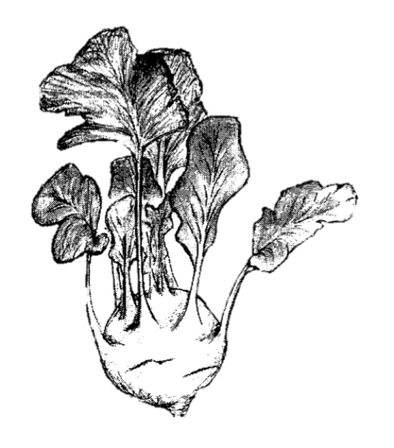 Kohlrabi