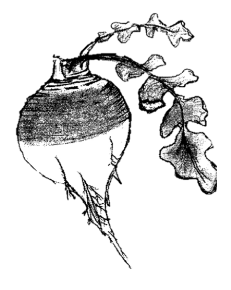 Rutabaga
