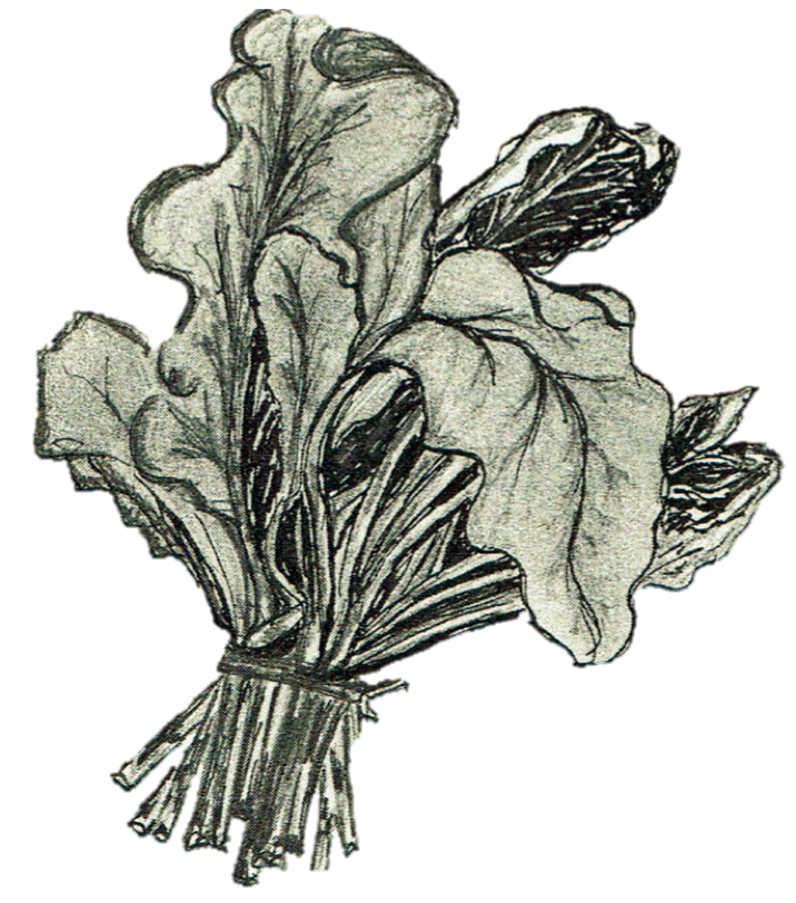 Swiss chard