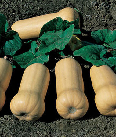 ws_butternut.jpg