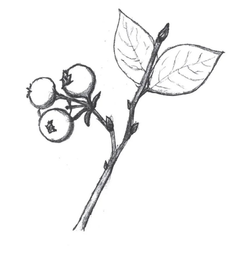 Blueberry