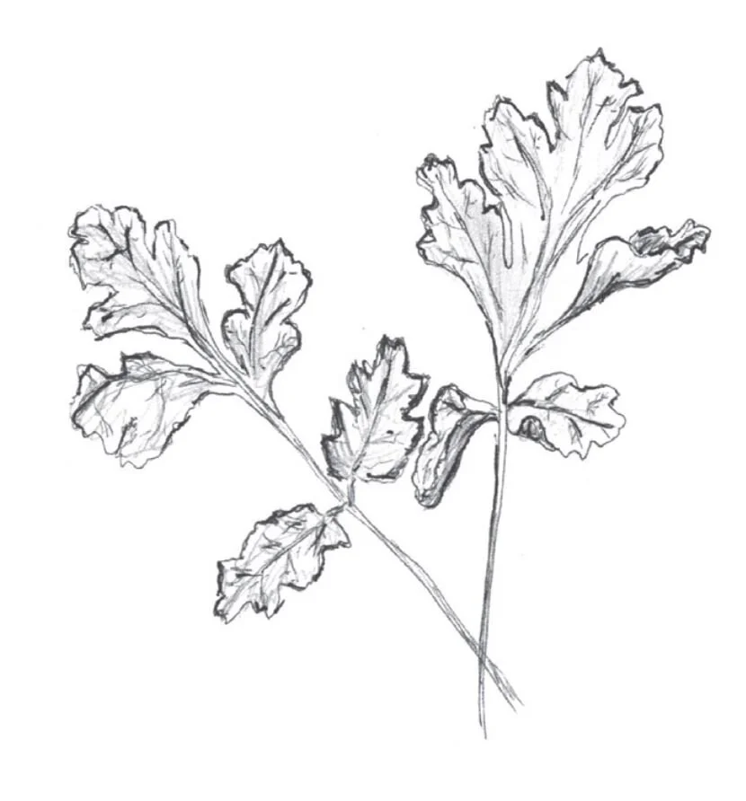 Cilantro