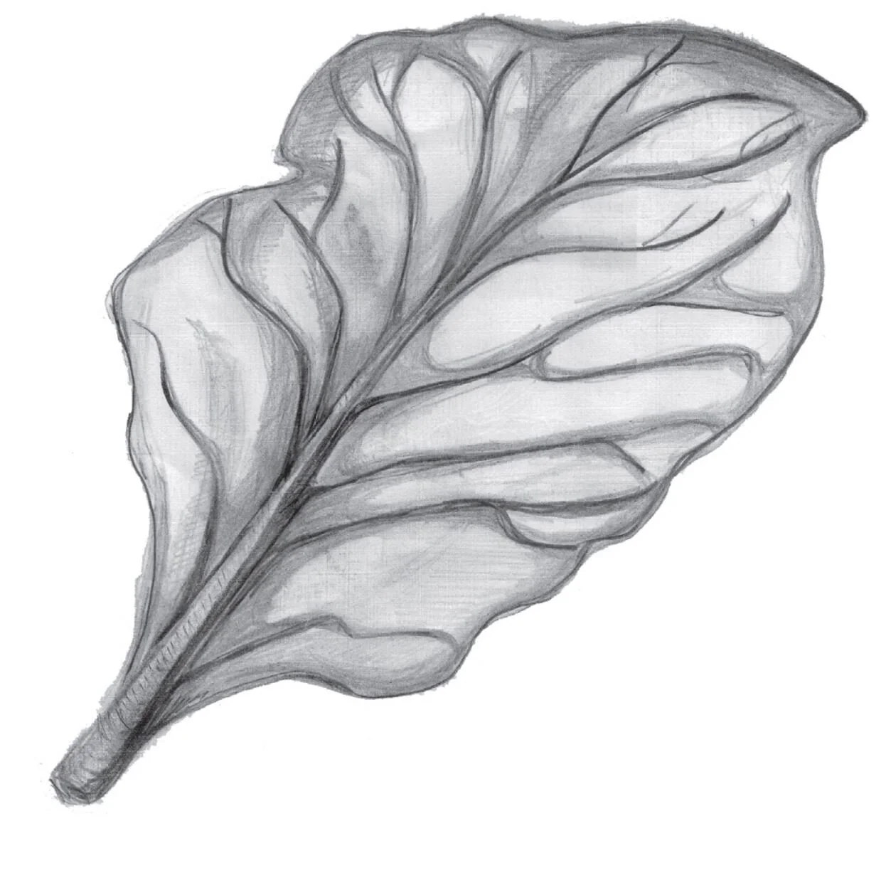 Collard Greens