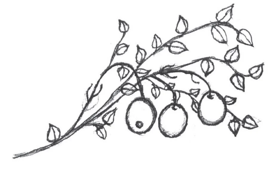 Cranberry
