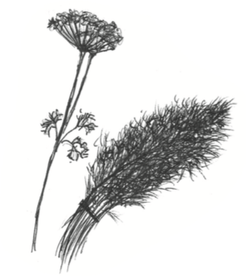 Dill