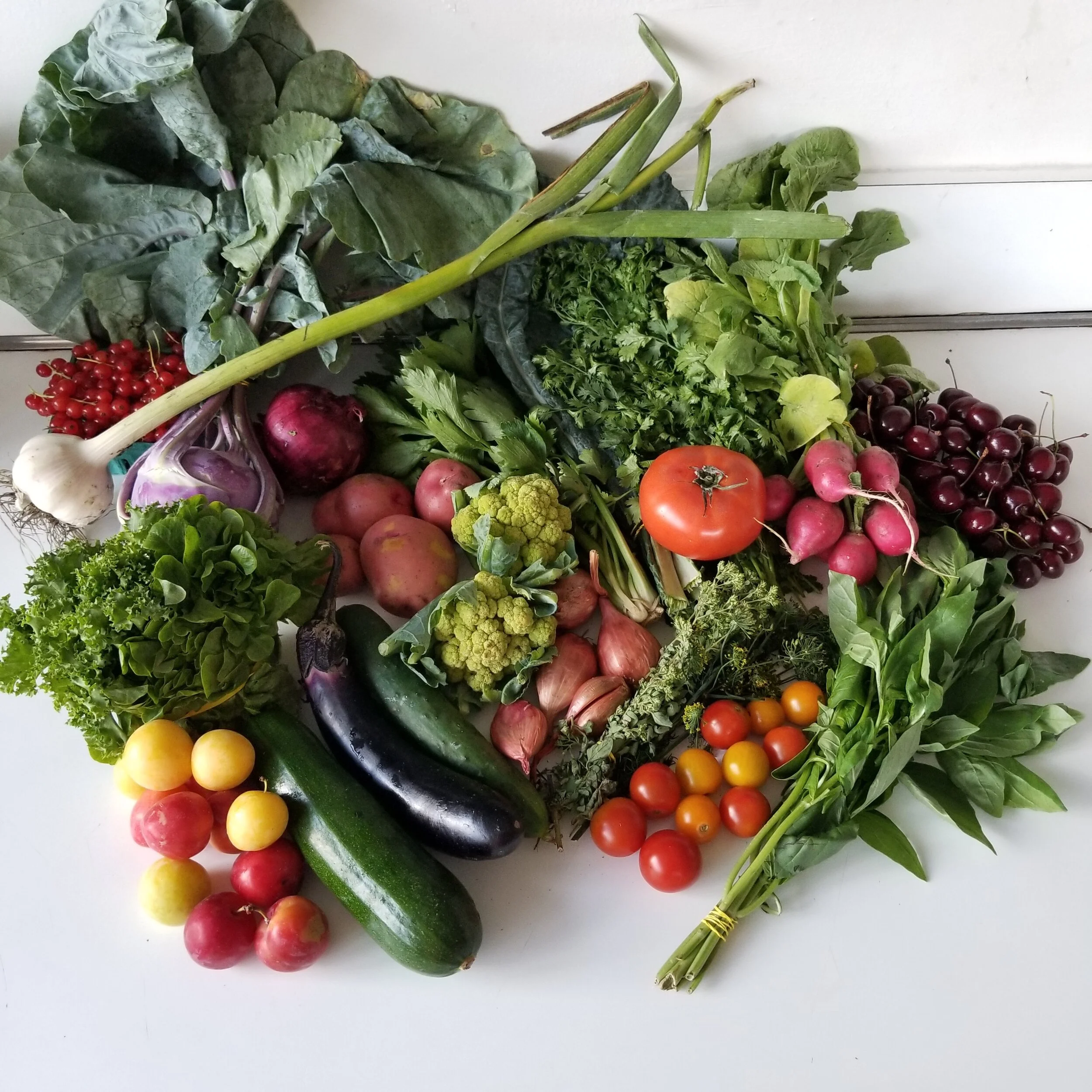 Week #6 Distribution 2020