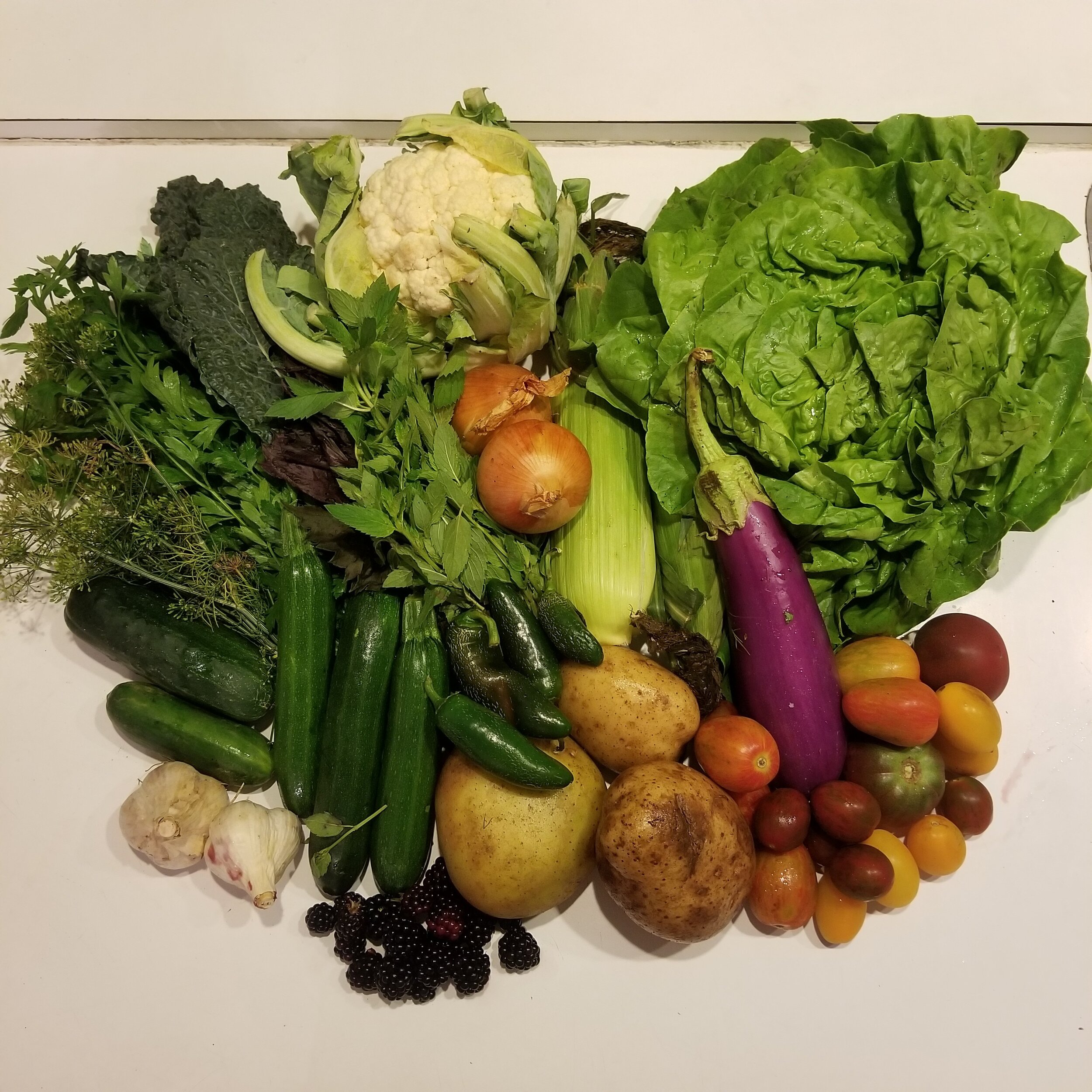 Week #10 Distribution 2020