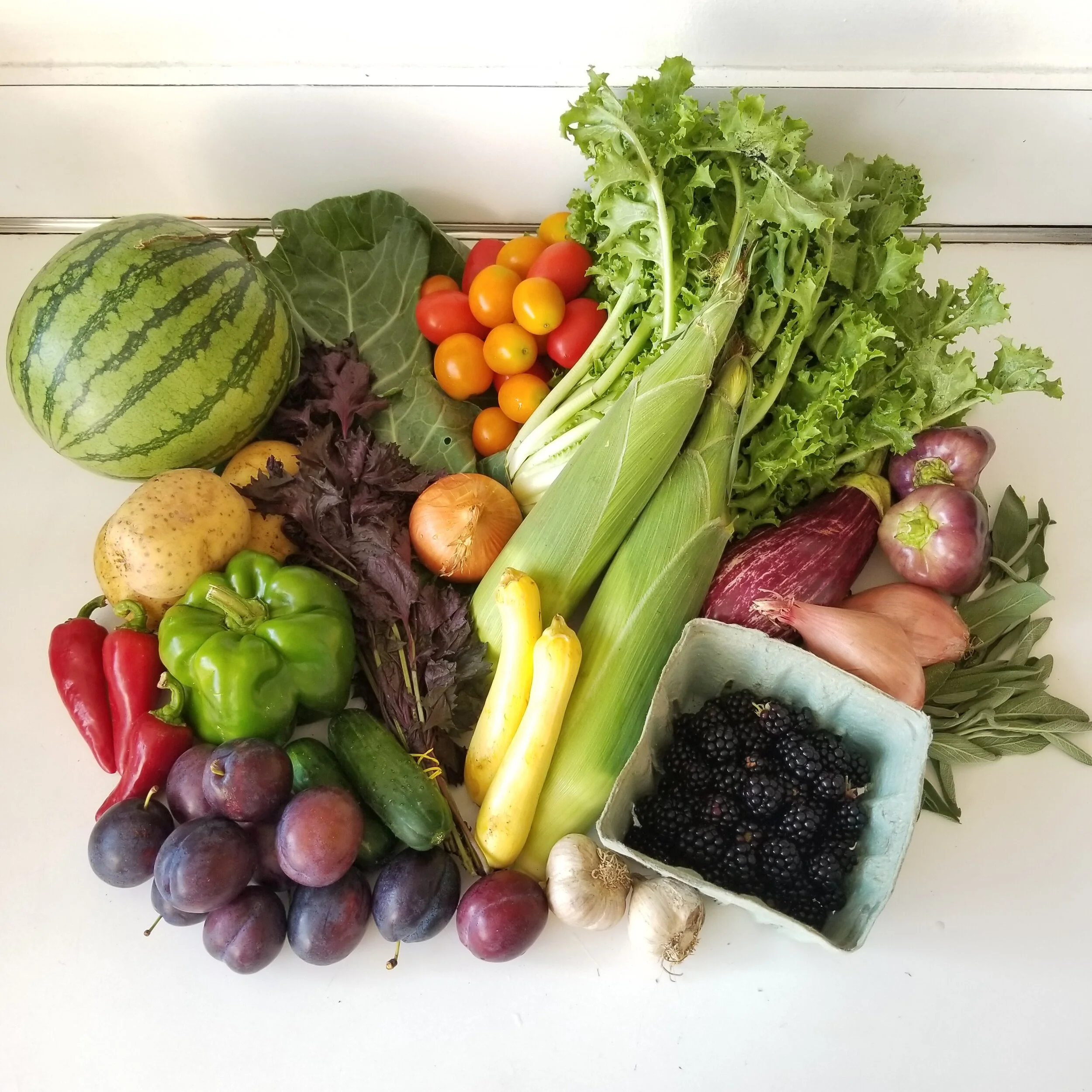 Week #11 Distribution 2020