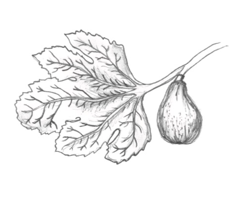 Fig
