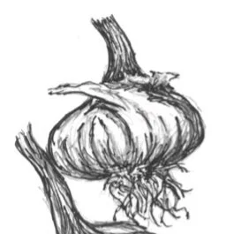 Garlic