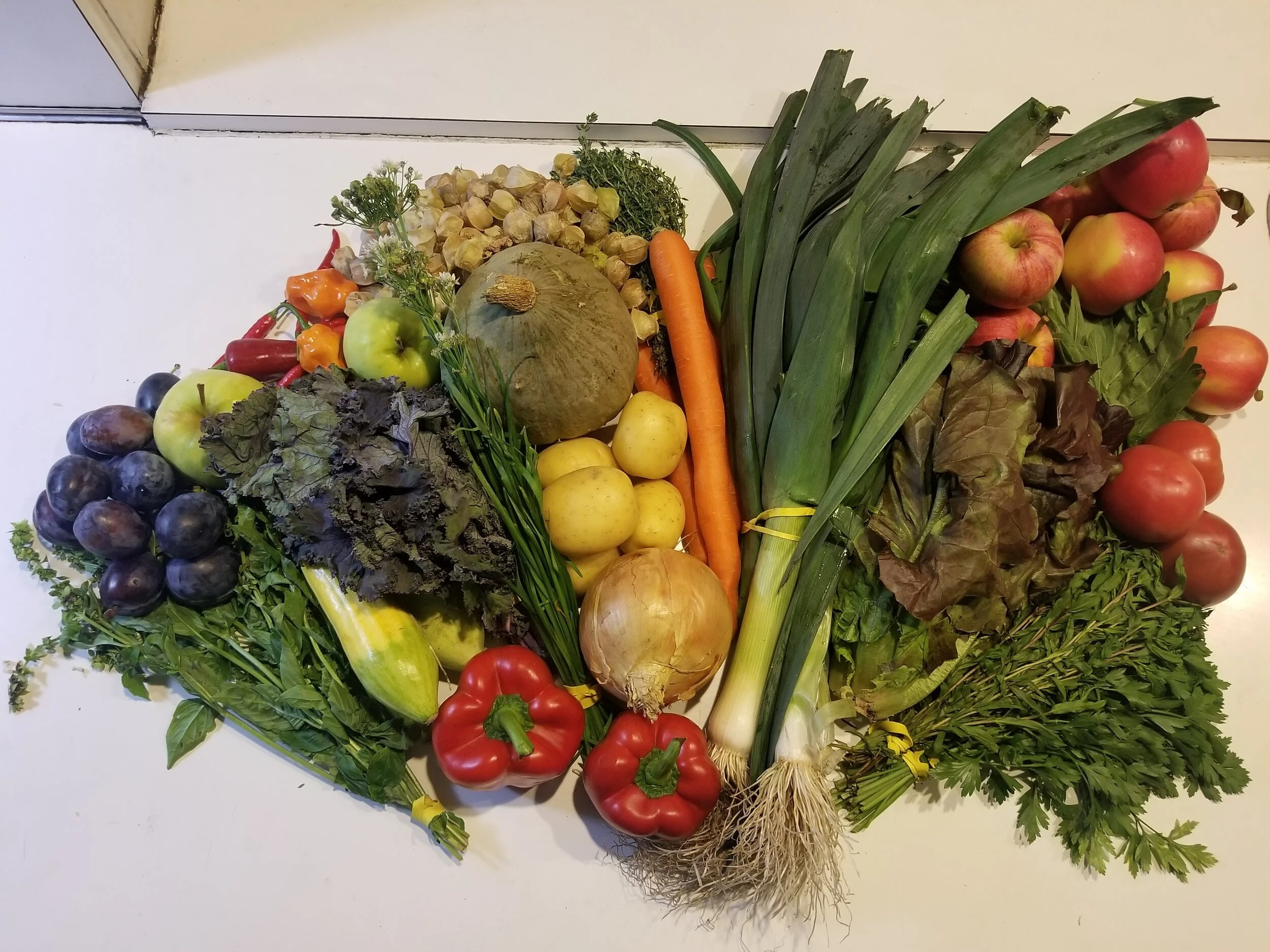 Week #15 Distribution 2020