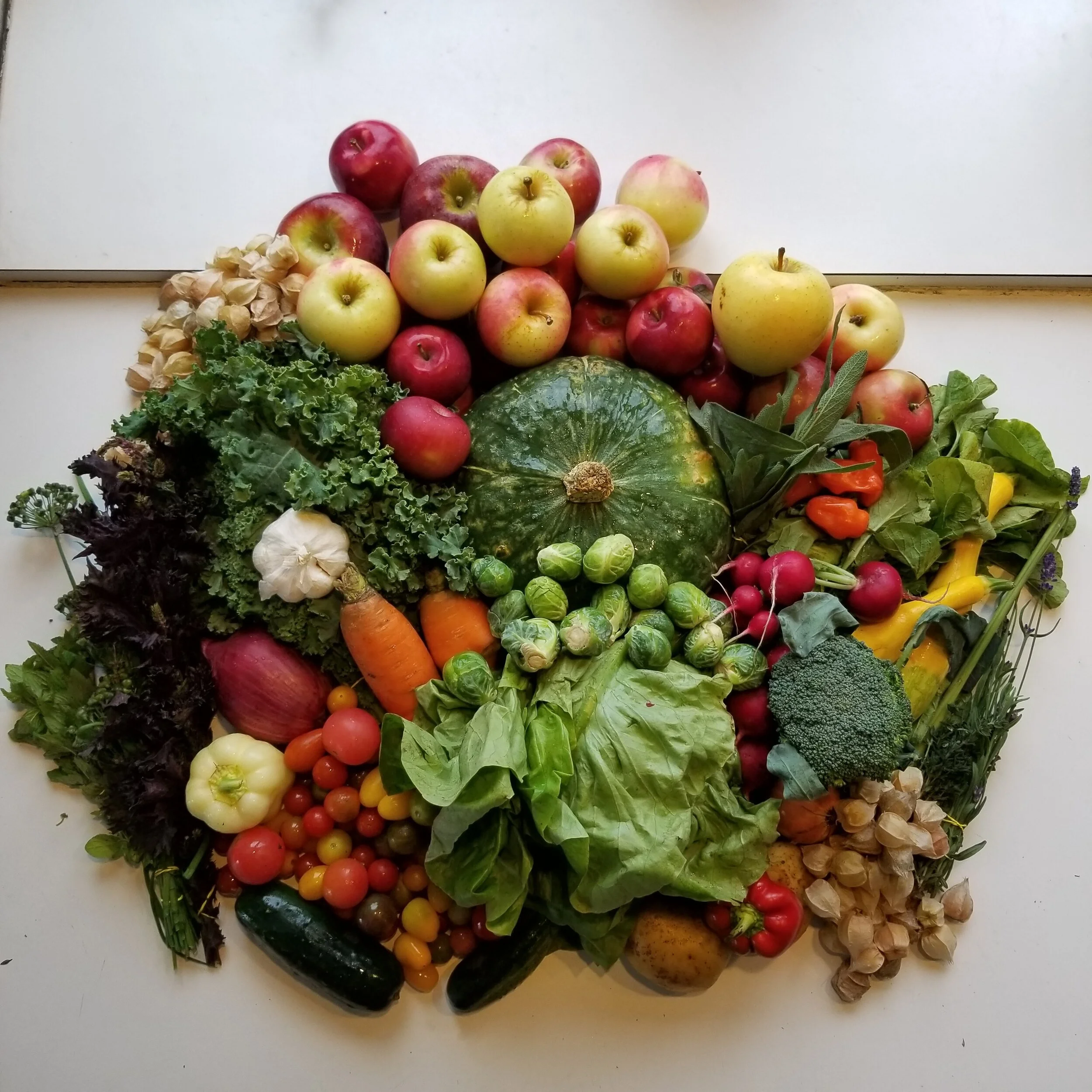 Week #16 and Week #17 Distribution 2020