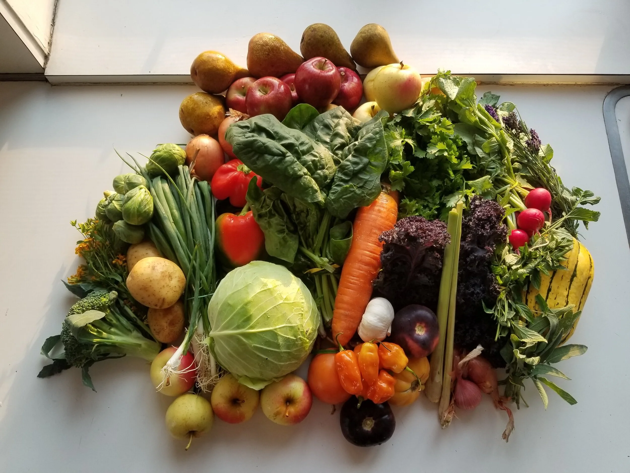 Week #20 Distribution 2020