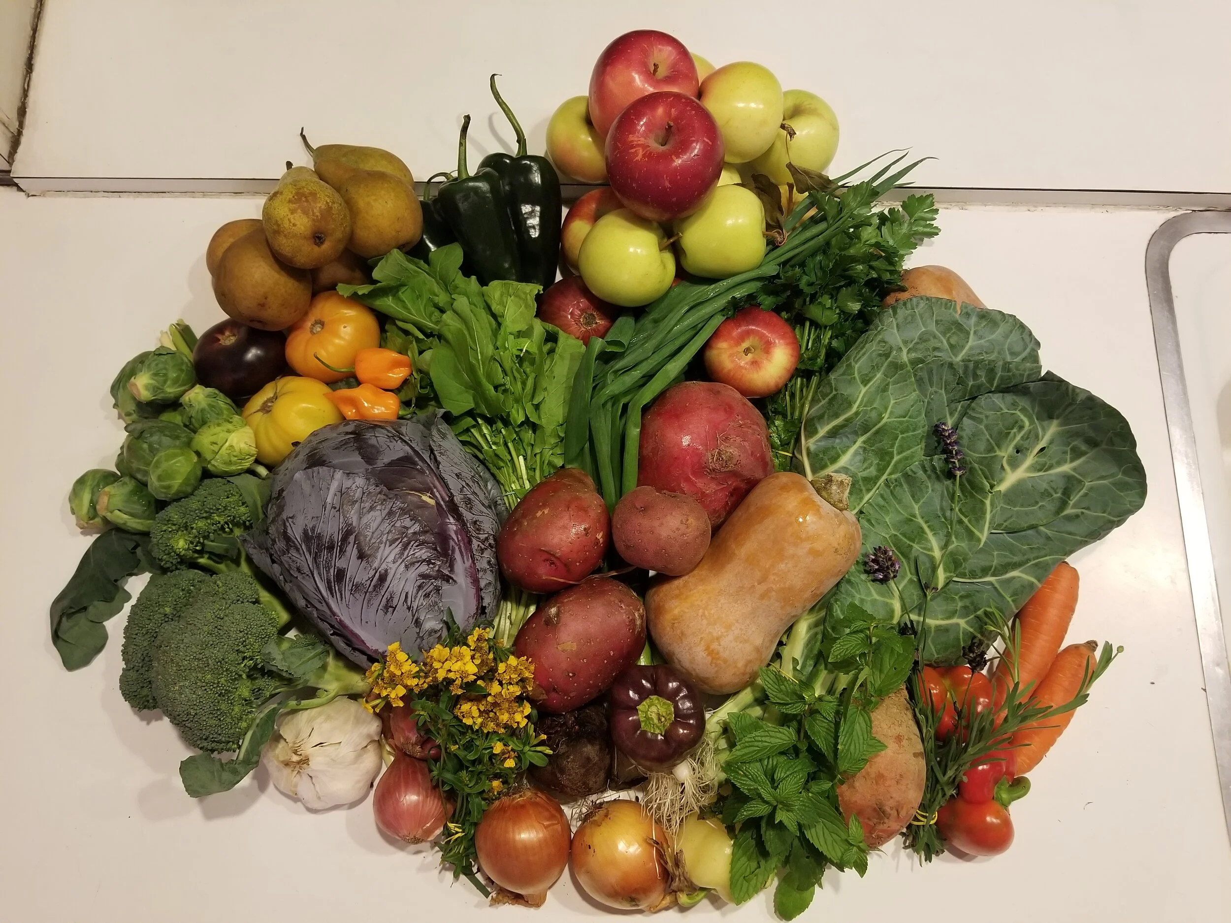 Week #21 Distribution 2020