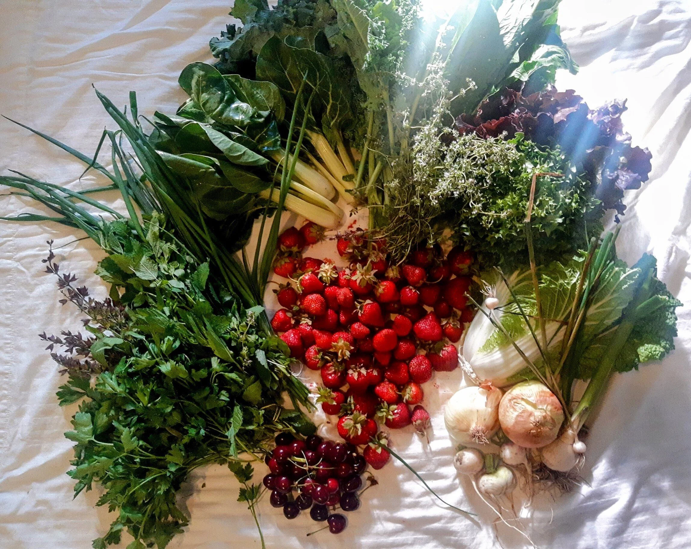 Week #1 Distribution 2021