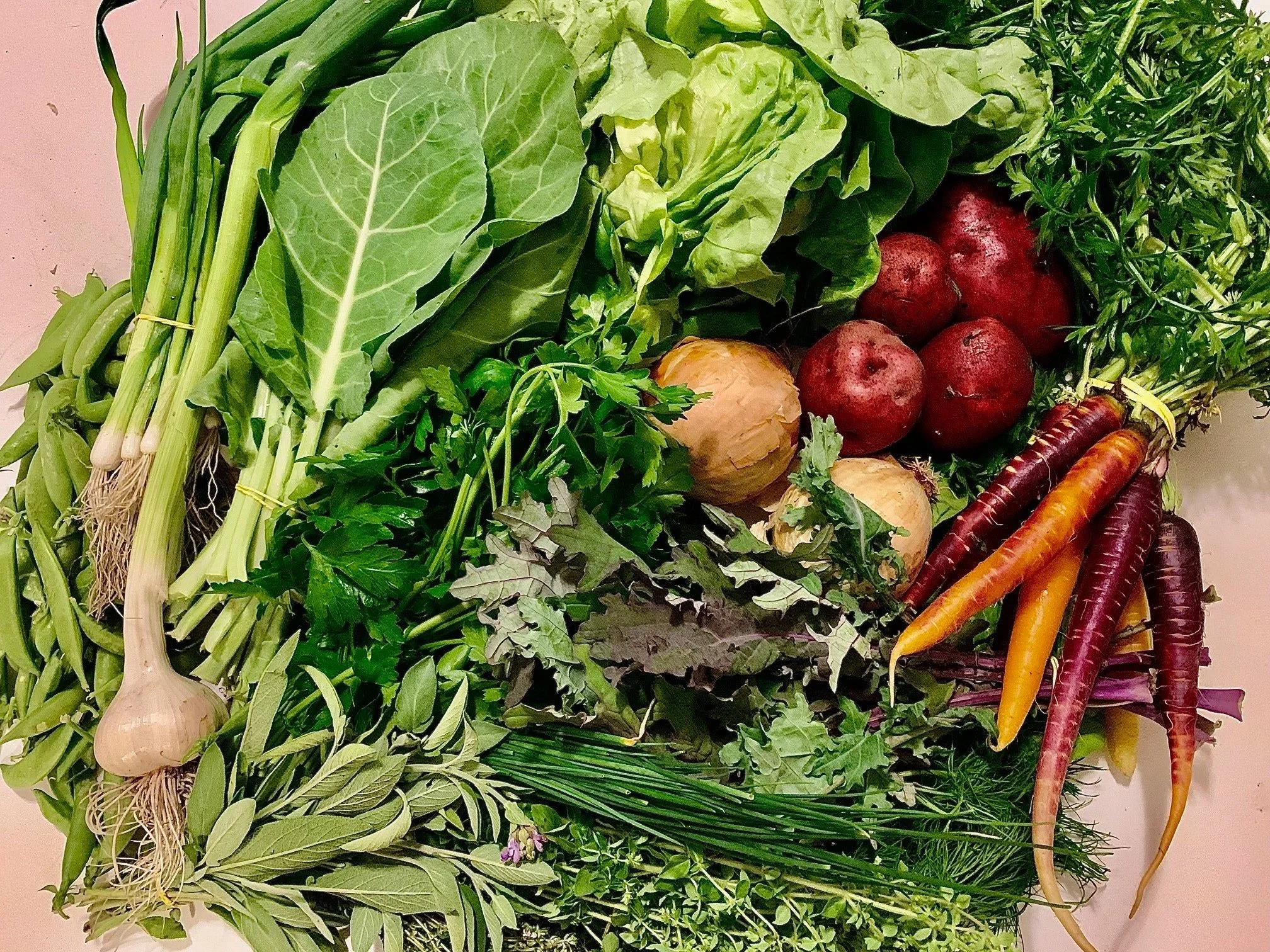 Week #3 Distribution 2023