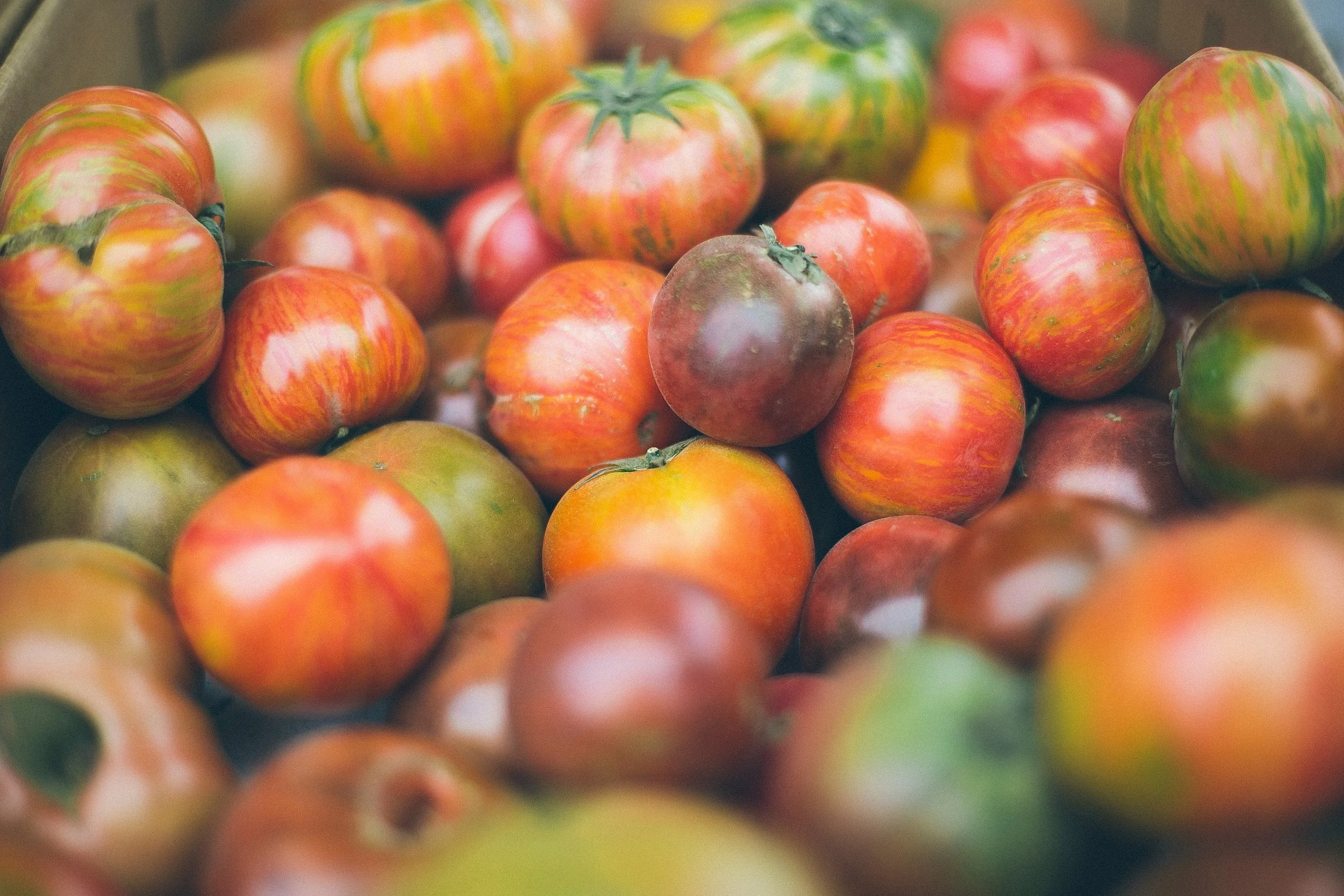 Heirloom Chef Tomatoes
