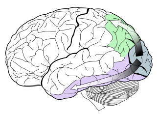 2000px-Ventral-dorsal_streams.svg__0.png