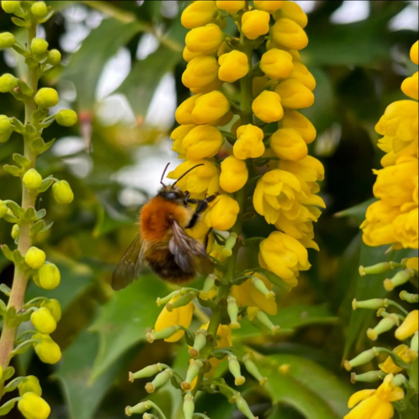 Our mahonia is blooming and is full of bees and pollinators! Glad to be able to give all these guys a good boost in this increasingly sparse time of year. 
. . .
Mae ein mahonia yn blodeuo ac yn llawn gwenyn a pheillwyr! Falch o allu rhoi hwb da i&rs