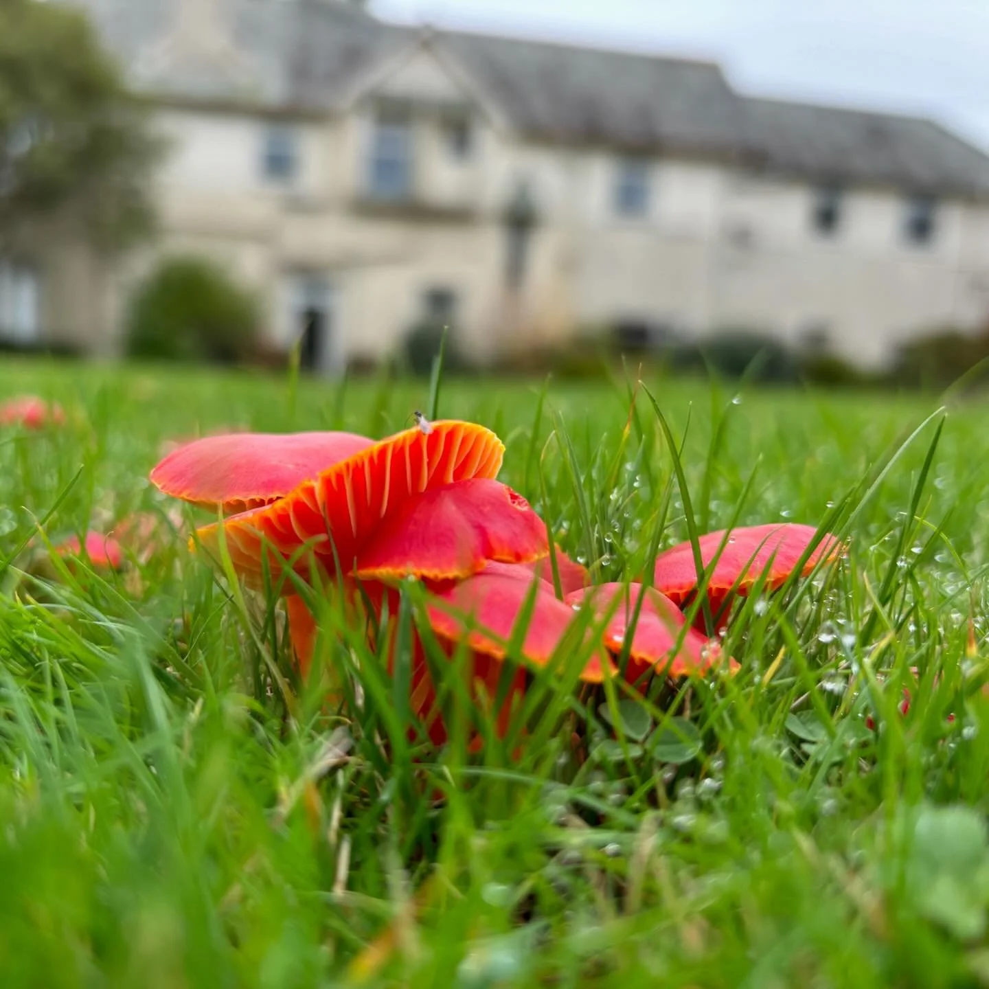 Some old favourites and new friends! Annual fungi surveys under way in the moon-gate garden and throughout the grounds. Stay tuned for the official list of 2024! 

We are fortunate to have annual visits from the mycologist Charles Aron and Debbie Eva