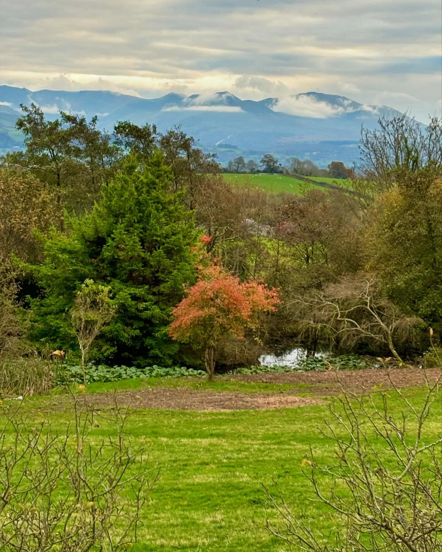 Moment of appreciation, our spindle tree! I just love its lovely burst of colour down by the pond during this season. 
. . .
#spindle #tree #autumn #ynysmon #anglesey #llangoed
