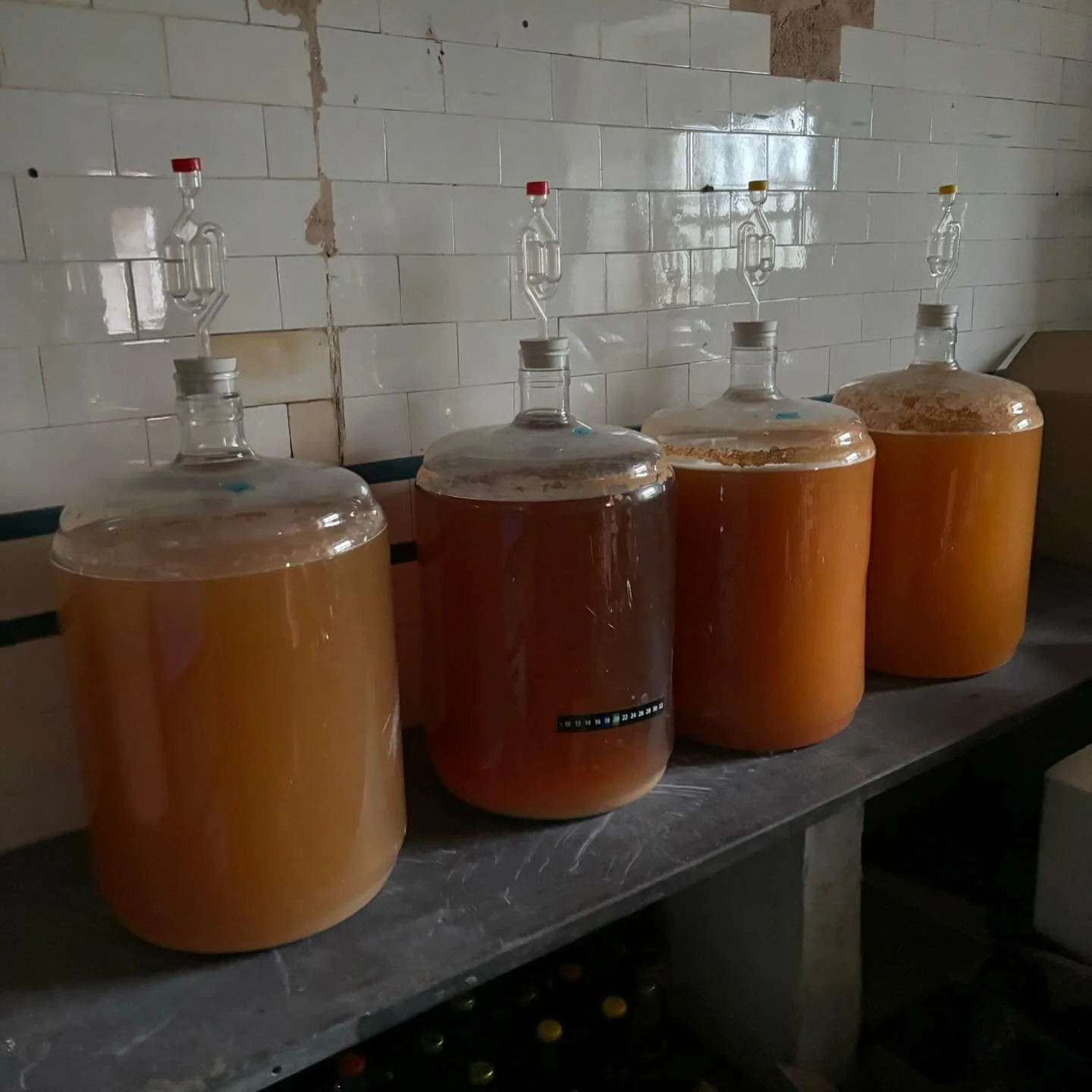Plas Bodfa cider settled in to our slate pantry for the end of their primary fermentation. Next job is to rack it to secondary, siphoning the cider off the mostly dead yeasts, ready for a long winters sleep. 

Just four 23L demijohns of cider this ye