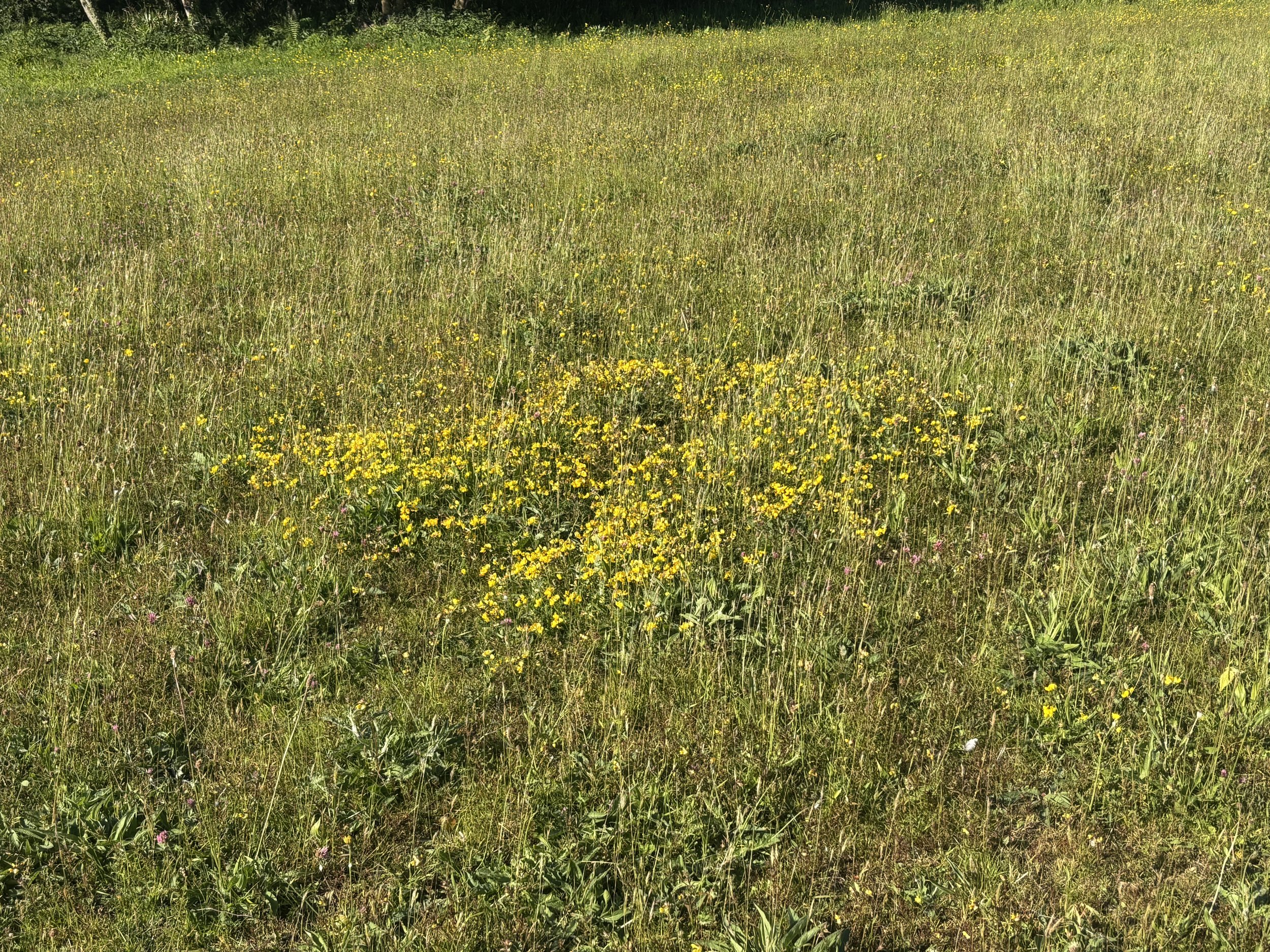 IMG_0418.jpeg