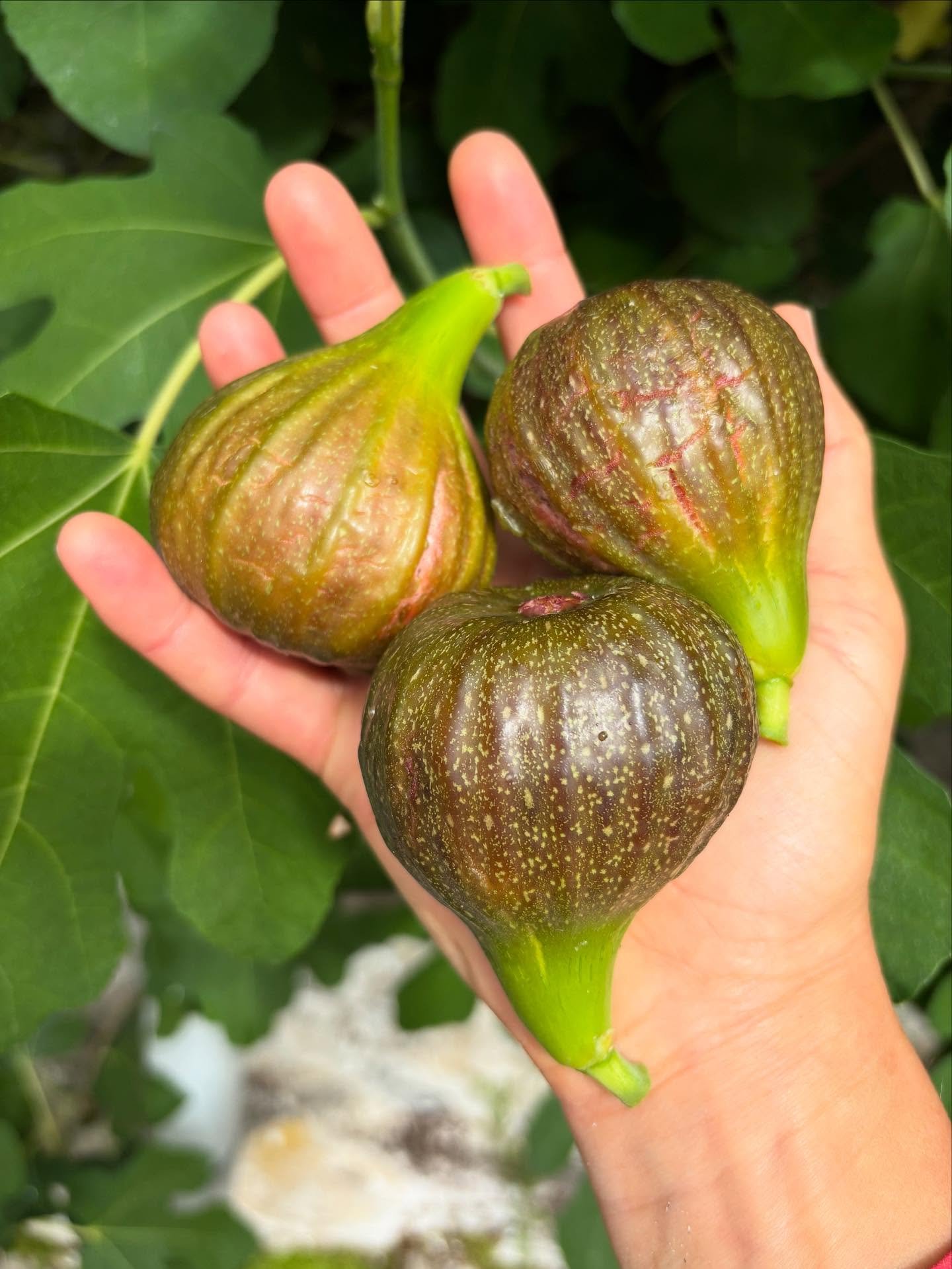Fig time - these are as big as I&rsquo;ve seen them from our trees! and&hellip;&hellip;.YUM. 
. . .
#plasbodfa #figs #fig #fruitharvest #llangoed #anglesey