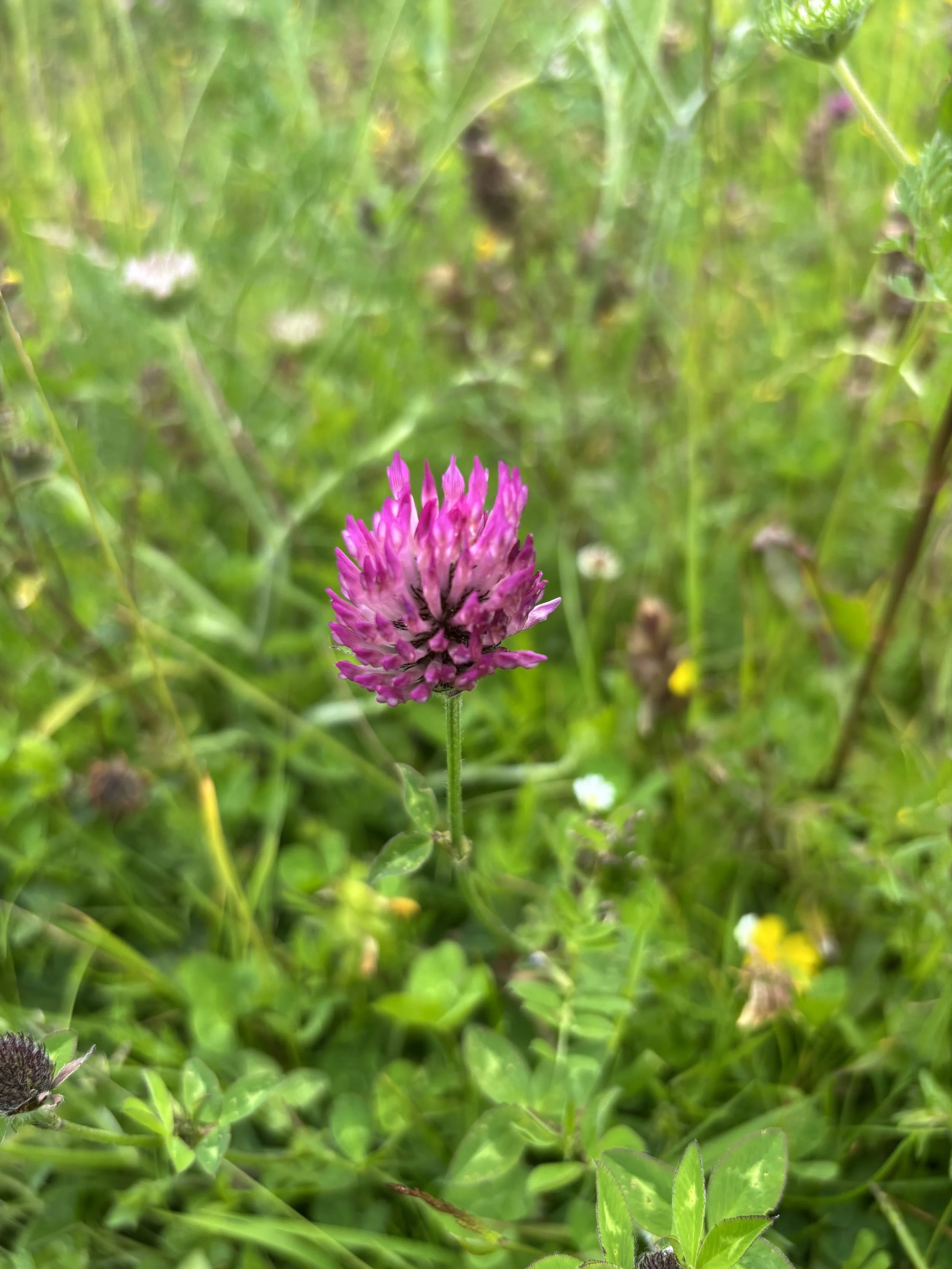 IMG_2250.jpeg