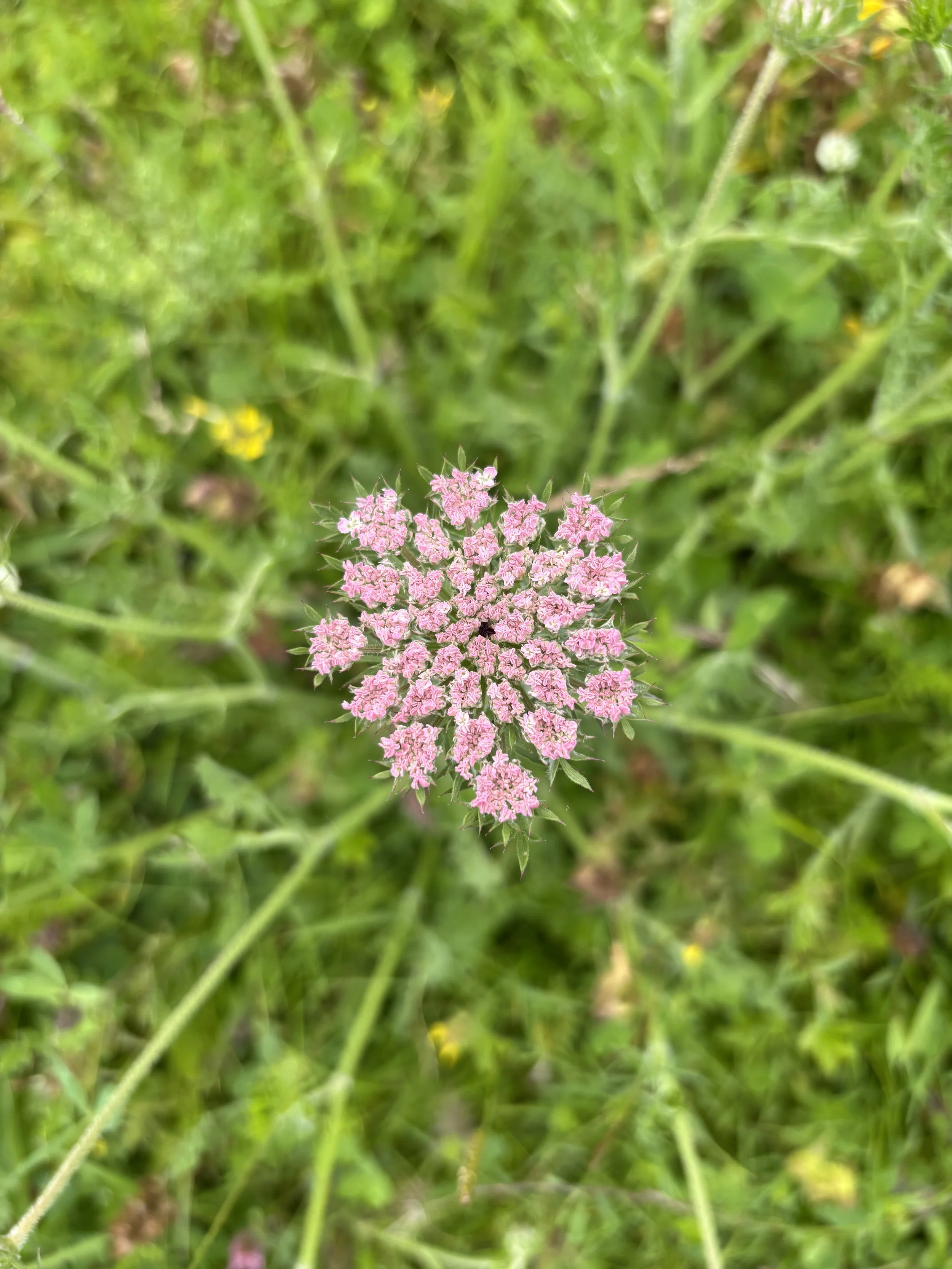 IMG_2252.jpeg