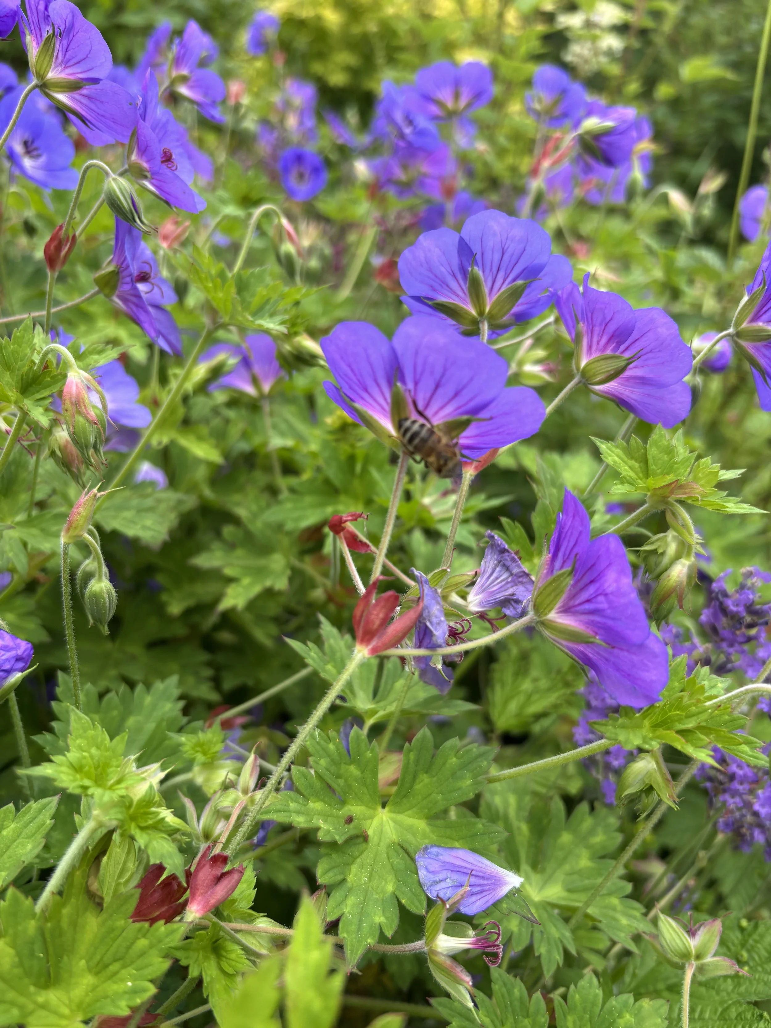 IMG_2907.jpeg