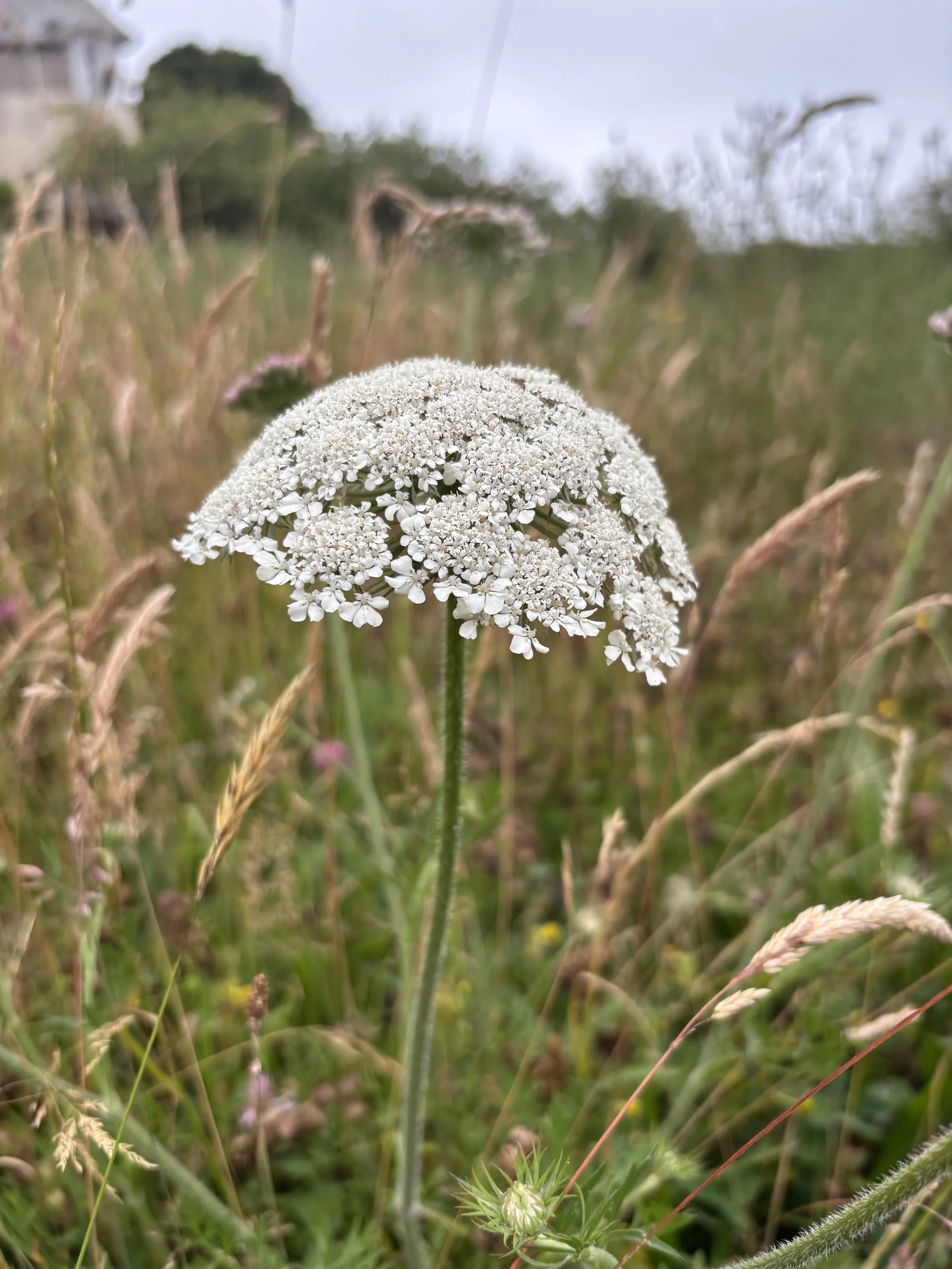 IMG_2995.jpeg